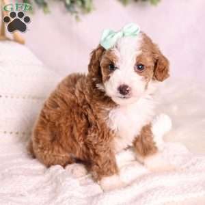 Mochi, Mini Bernedoodle Puppy